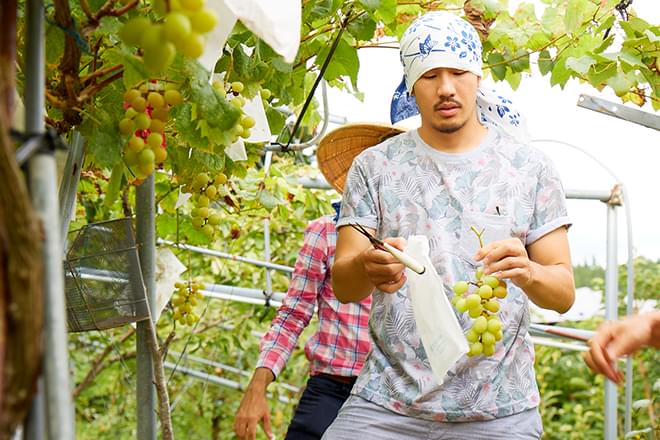 在伊師農園裡體驗現採葡萄