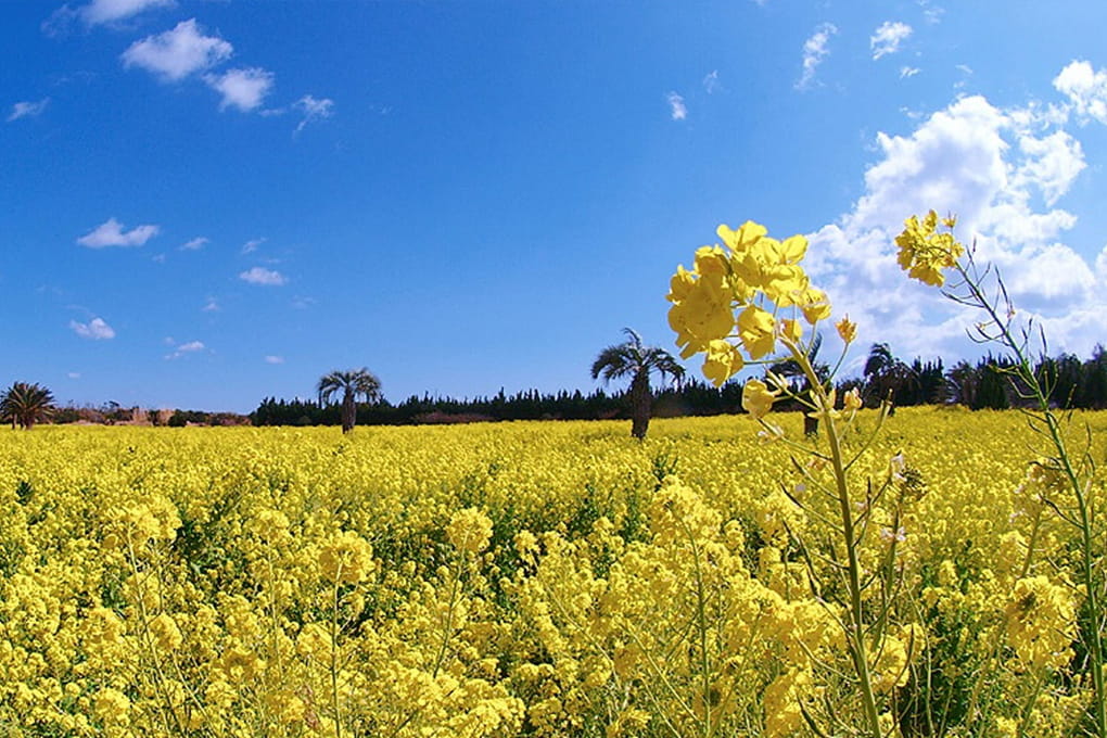 Tahara City, Atsumi Peninsula, Aichi